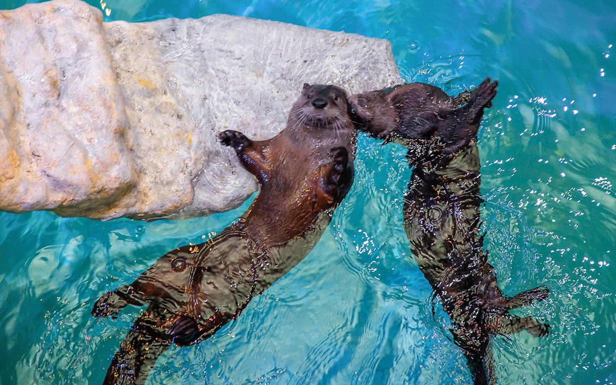 Otters swimming near rocks at Clearwater Beach.