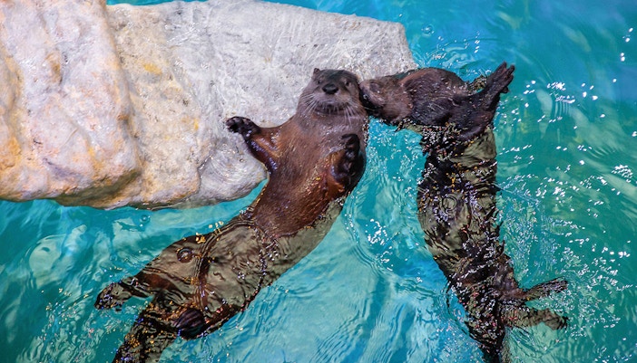 World of Otters at SEA LIFE Oberhausen