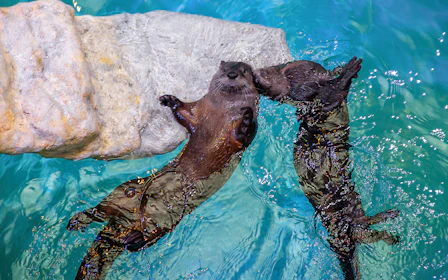 Clearwater Marine Aquarium Tickets