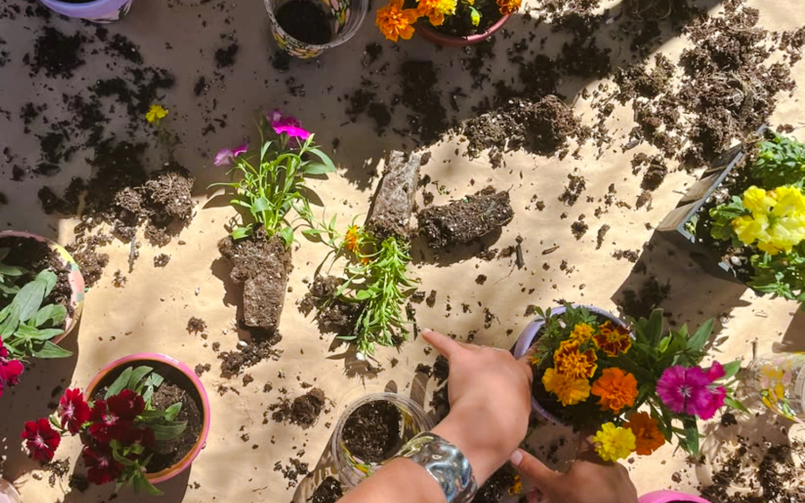 Essaouira Plant Cutting and Propagation Workshop at Village Solaire (Product 55158)