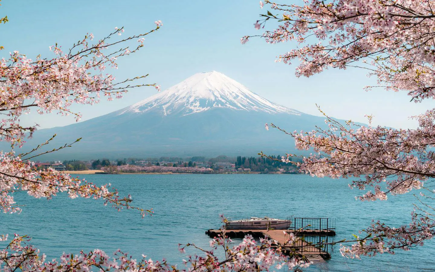 Mount Fuji framed by cherry blossoms at Lake Kawaguchiko, Japan.