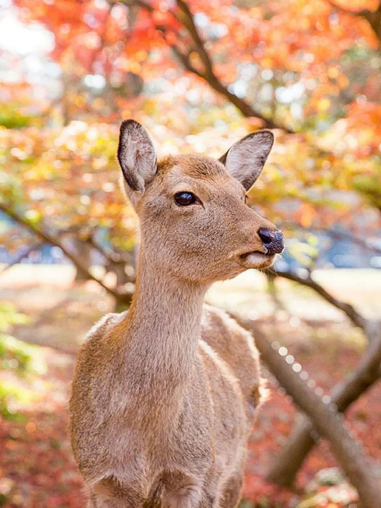 Deer in Nara Park during autumn, part of Kyoto and Nara cultural tour.