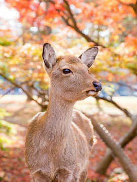 Deer in Nara Park during autumn, part of Kyoto and Nara cultural tour.