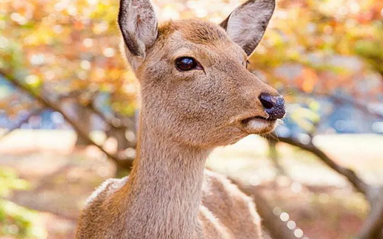 Deer in Nara Park during autumn, part of Kyoto and Nara cultural tour.
