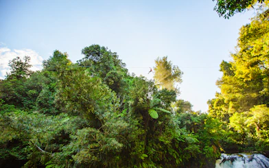 Person ziplining through lush forest canopy in Rotorua, New Zealand.