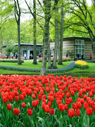 Keukenhof garden with vibrant red tulips and visitors in Amsterdam.