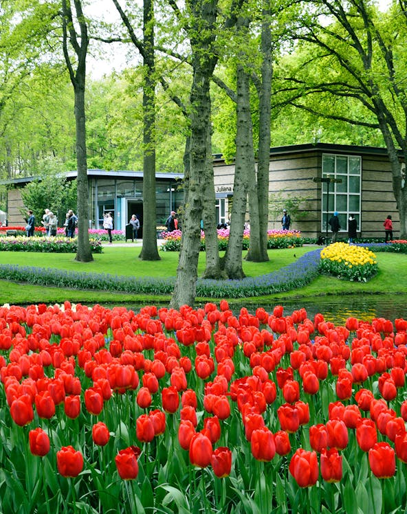 Keukenhof garden with vibrant red tulips and visitors in Amsterdam.