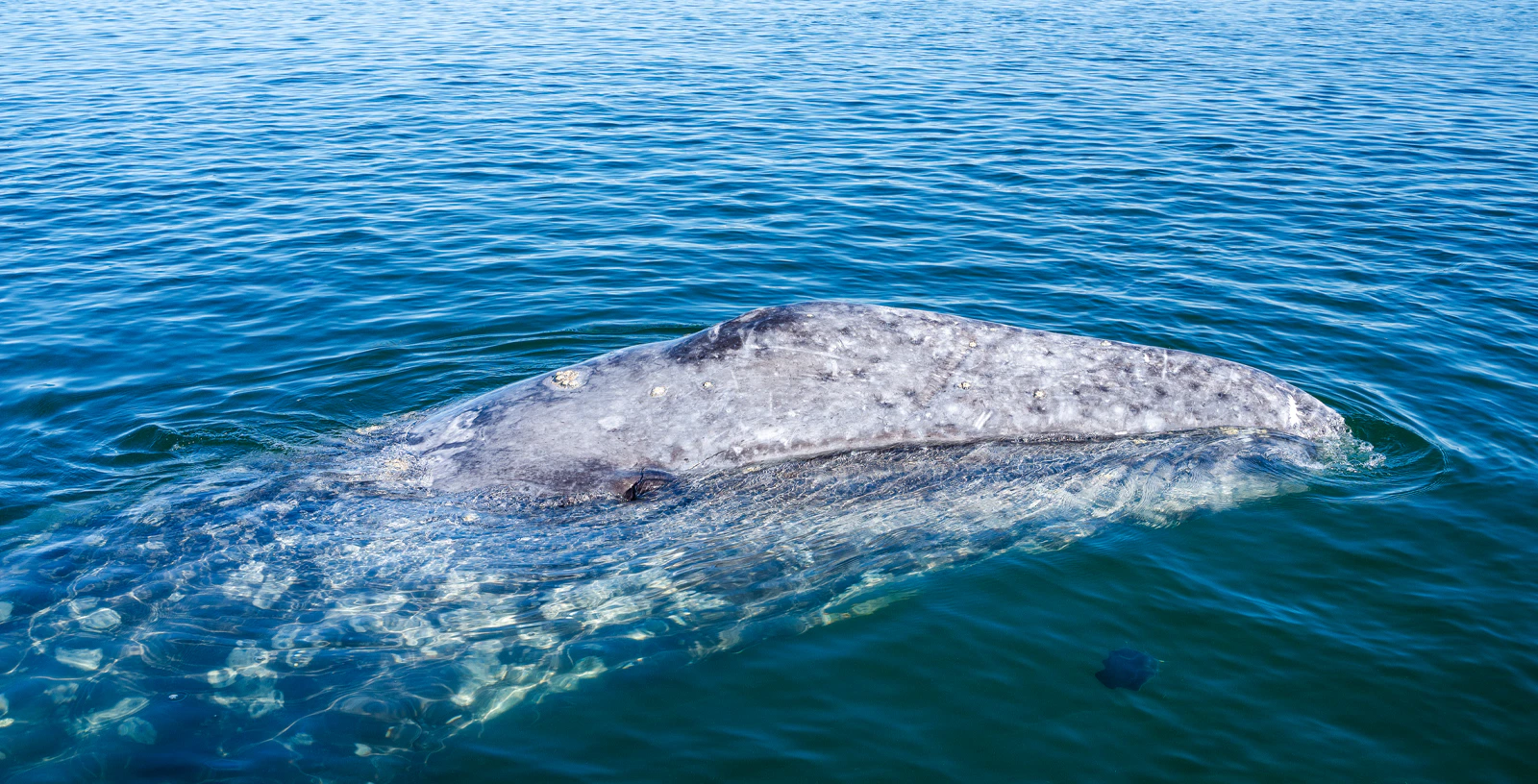 Gray whale swimming in blue ocean water.