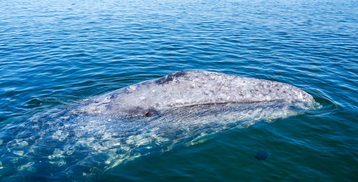 Seattle Whale Watching