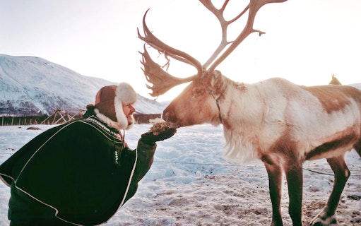 Reindeer being fed by a person in traditional Sami attire in a snowy landscape.