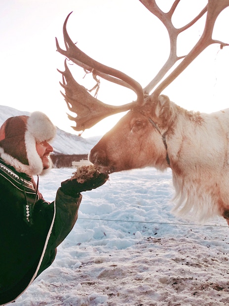 Reindeer being fed by a person in traditional Sami attire in a snowy landscape.