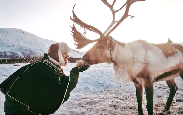Reindeer being fed by a person in traditional Sami attire in a snowy landscape.