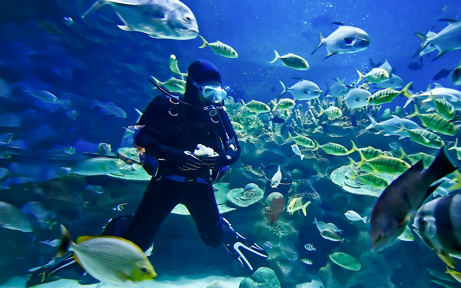 Scuba diver exploring underwater aquarium with colorful fish