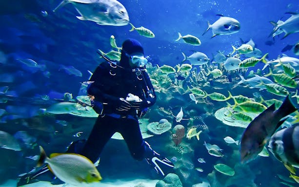 Scuba diver exploring underwater aquarium with colorful fish