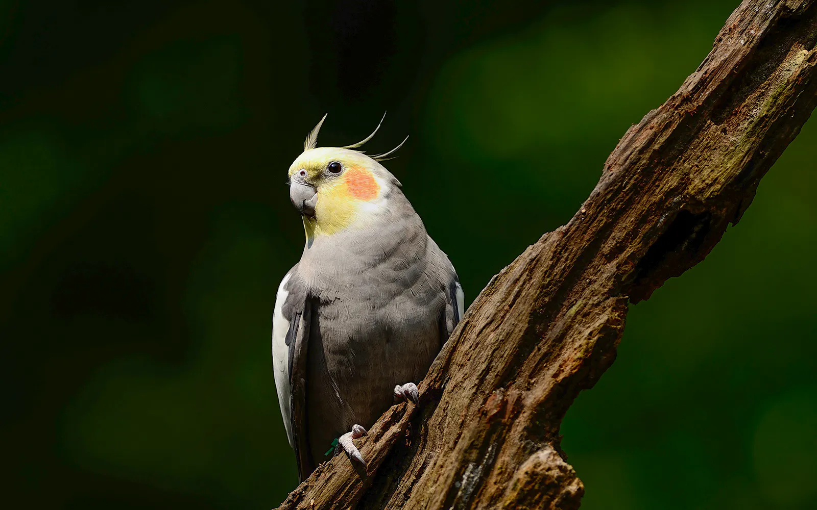 Cockatiel perched on a branch against a green background.