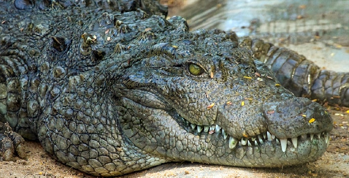 Jong's Crocodile Farm and Zoo
