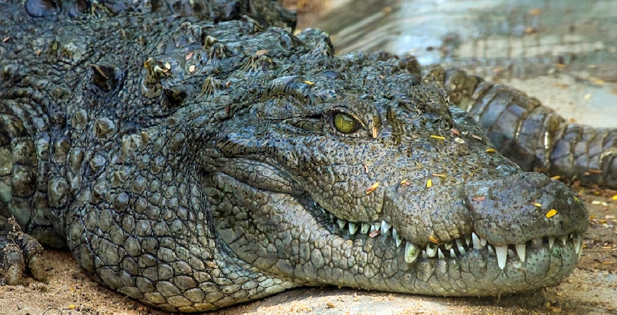 Jong's Krokodil Farm und Zoo