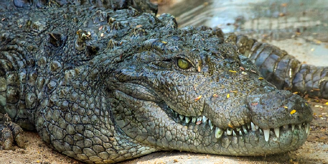 Jong's Crocodile Farm and Zoo