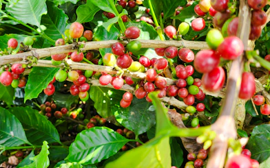 From Hanoi: Son La Coffee Farm Tour with Overnight Homestay