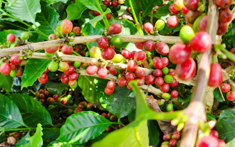 from hanoi: son la coffee farm tour with overnight homestay-2