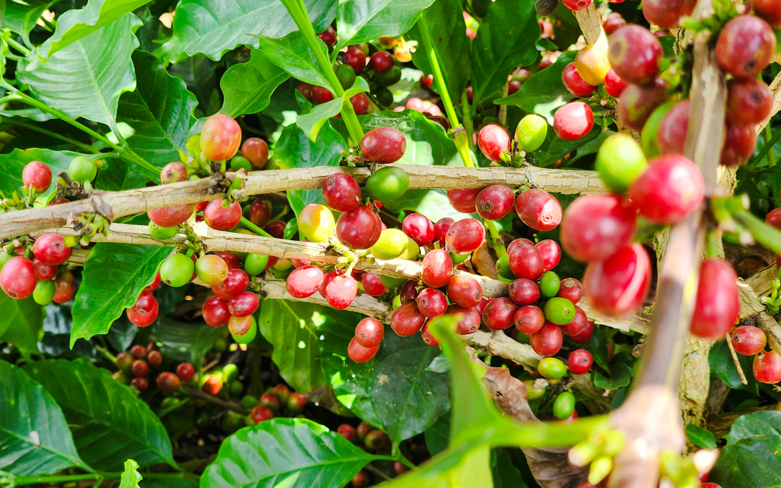 From Hanoi: Son La Coffee Farm Tour with Overnight Homestay Image 2