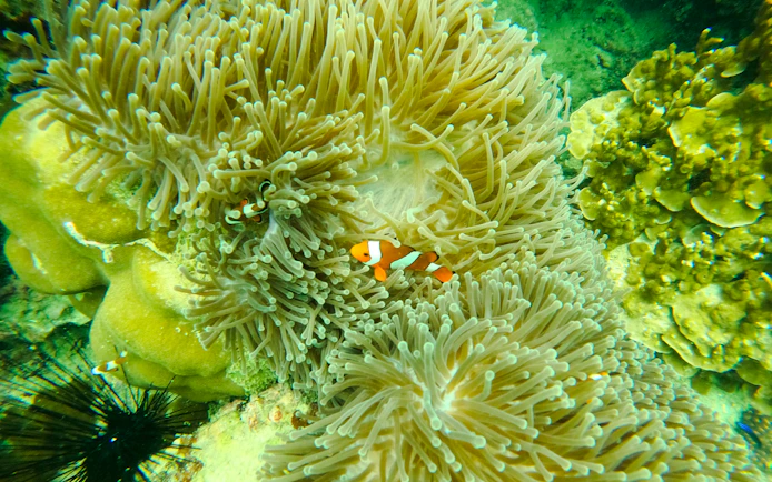 From Koh Lanta: Phi Phi Islands Day Trip with Private Longtail Boat Tour