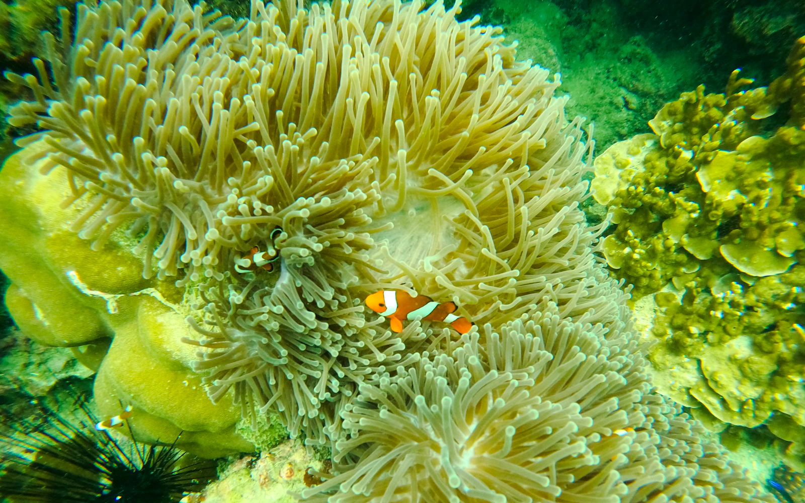 From Koh Lanta: Phi Phi Islands Day Trip with Private Longtail Boat Tour Image 12