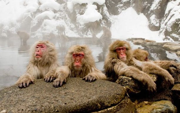 nagano: snow monkeys, zenkoji temple & sake day trip-2