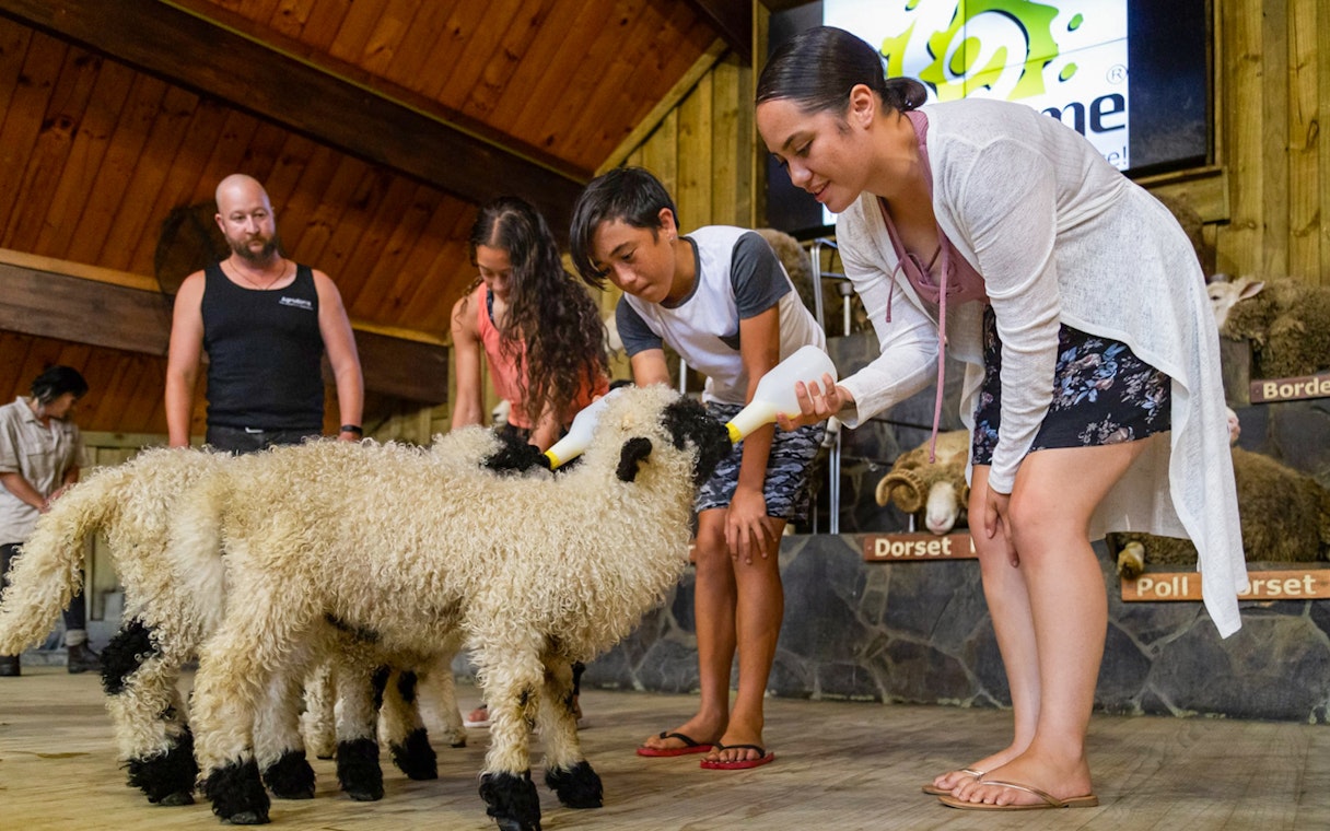 Feeding sheep at Agrodome Authentic Farm Experience.