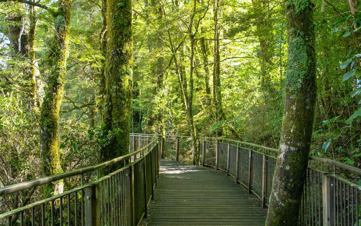 Forest walkway on Milford Sound Day Tour from Te Anau, surrounded by lush greenery.