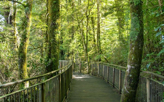 Forest walkway on Milford Sound Day Tour from Te Anau, surrounded by lush greenery.