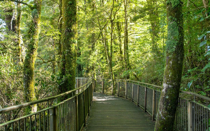 Forest walkway on Milford Sound Day Tour from Te Anau, surrounded by lush greenery.