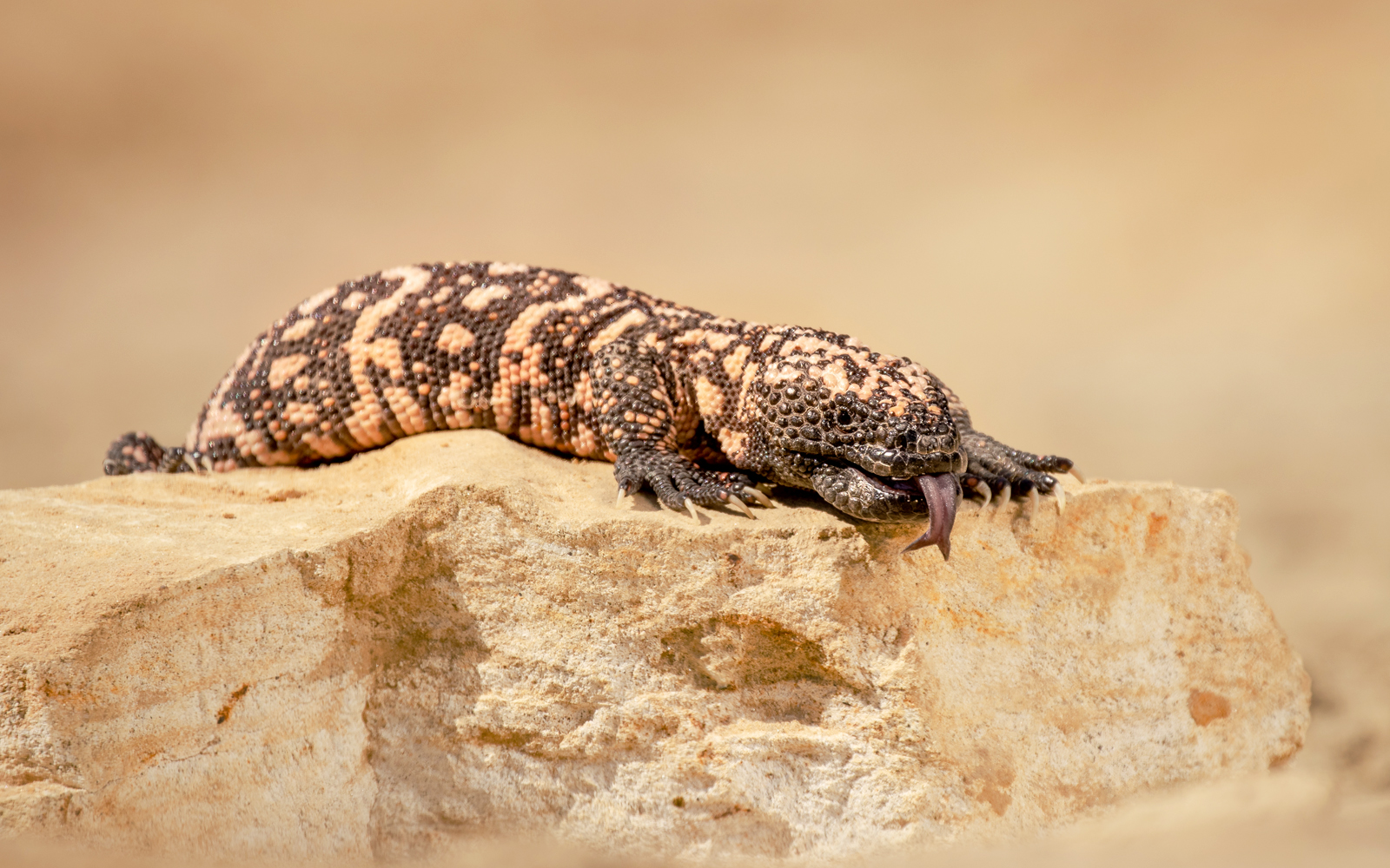 Gila lizard resting on a rock in a desert landscape.