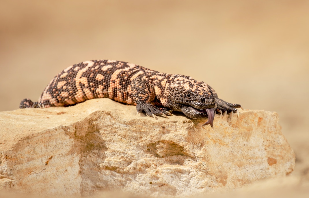 Gila lizards basking on rocky terrain in Arizona desert.