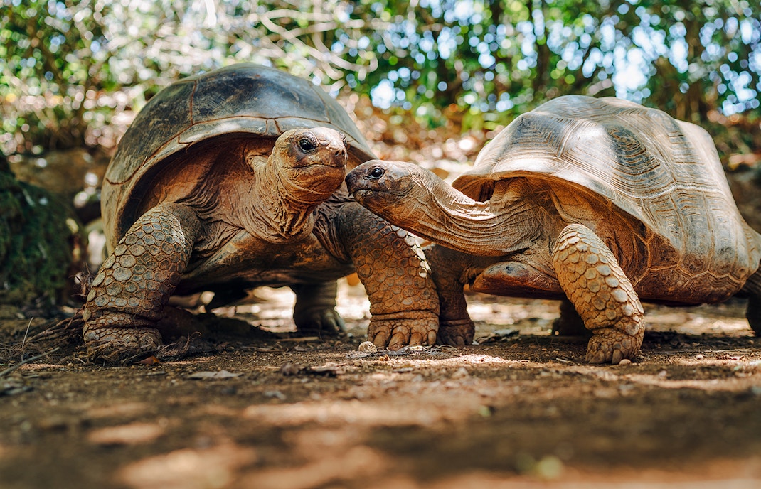 Mediterranean Tortoise at Oceanografic Valencia