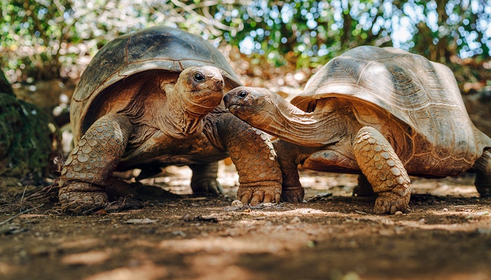 Mediterranean Tortoise at Oceanografic Valencia