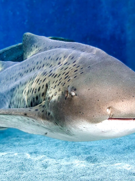 Zebra shark swimming in Aquarium of the Pacific.
