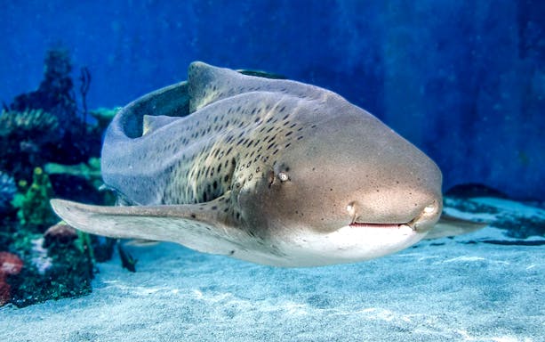 Zebra shark swimming in Aquarium of the Pacific.