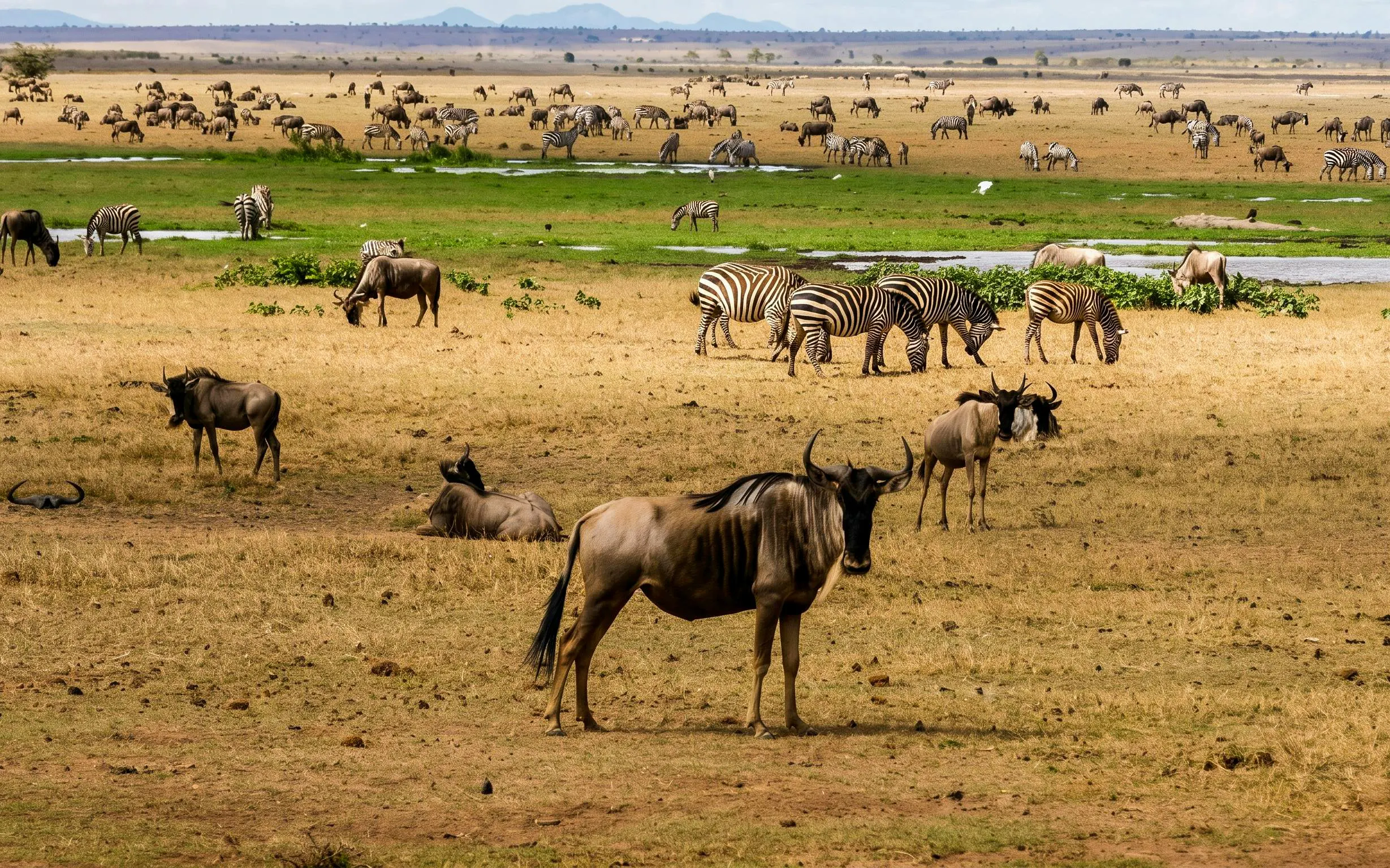 Wildebeest and zebras grazing on Maasai Mara plains during safari.
