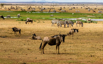 Wildebeest and zebras grazing on Maasai Mara plains during safari.