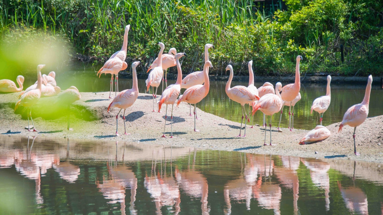 Bronx Zoo
