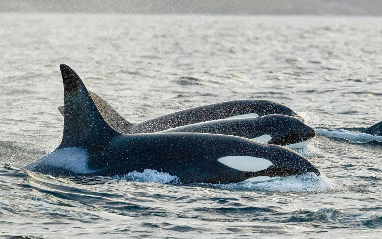 Orcas swimming in the ocean during a Tromso small group whale watching cruise.