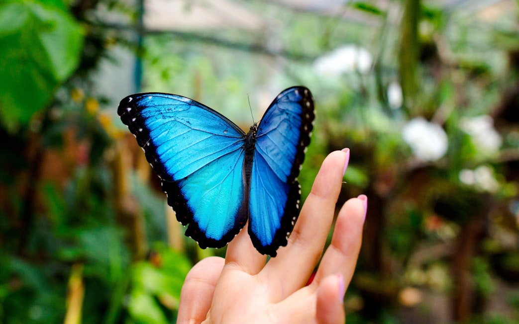 Blue butterfly resting on a person's hand at The Butterfly Garden.