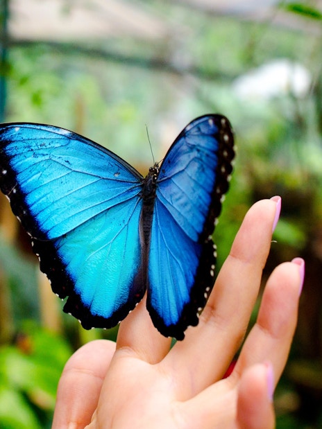 Blue butterfly resting on a person's hand at The Butterfly Garden.