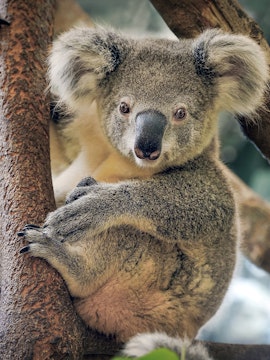 Koala resting on a tree branch at Maru Koala and Animal Park.