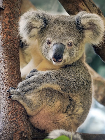 Koala resting on a tree branch at Maru Koala and Animal Park.