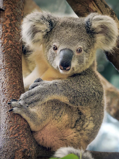 Koala resting on a tree branch at Maru Koala and Animal Park.