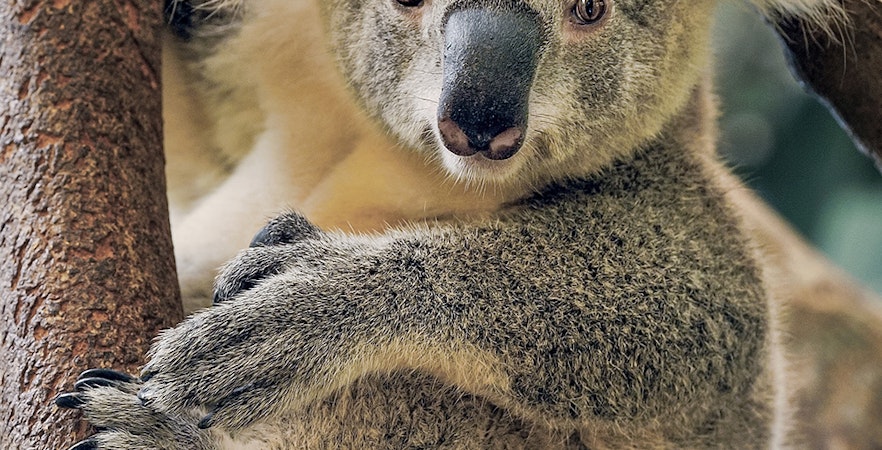 Maru Koala ve Hayvan Parkı