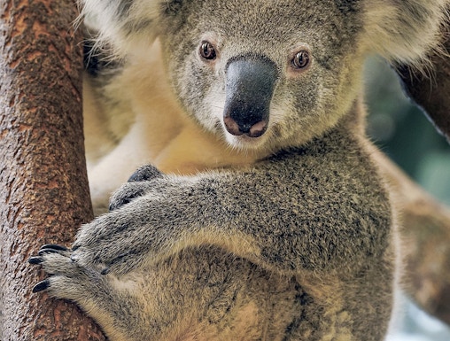 Koala resting on a tree branch at Maru Koala and Animal Park.