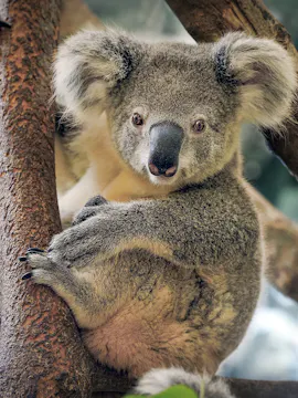 Maru Koala And Animal Park Tickets
